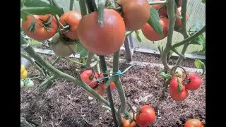 Томаты покраснели на ветках за 5 дней после самых простых процедур Результат налицо