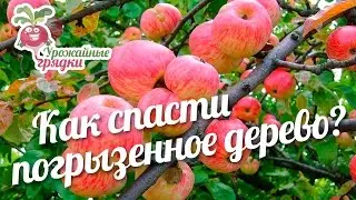 Как спасти погрызенное дерево? 