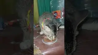 Cing Icing Makan Whiskas 