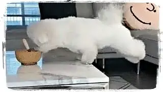 СМЕШНЫЕ ЖИВОТНЫЕ 2020 👌 Я Ржал до Слез 😂 ПРИКОЛЫ С ЖИВОТНЫМИ 🐕 Новые Приколы 2020 