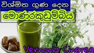 විශ්මිත ගුණ දෙන මොණරකුඩුම්බිය | Vernonia Cinerea | wijaya tv