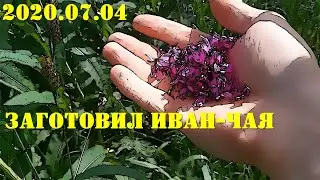 2020.07.06. ИСКАТЕЛИ. Иван-чай. заготовка.