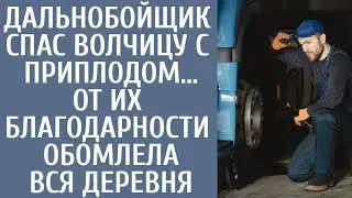 Дальнобойщик спас волчицу с приплодом… От их благодарности обомлела вся деревня 108