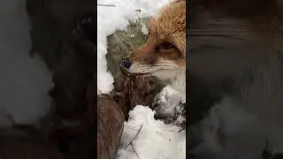 Запасы