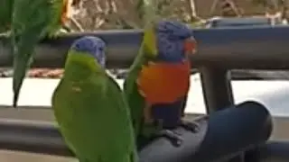 I FELL IN LOVE WITH THEM