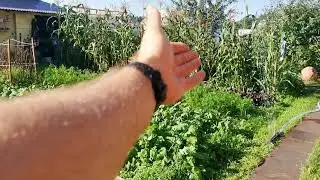 Про важность ОСЕННИХ ПОЛИВОВ ОВОЩЕЙ!