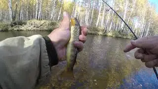 Более 30 форелей с 2км реки. Форелевые реки Челябинской обл. Fishing Angeln Vissen