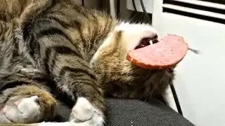 ПРИКОЛЫ С ЖИВОТНЫМИ | FUN WITH ANIMALS 