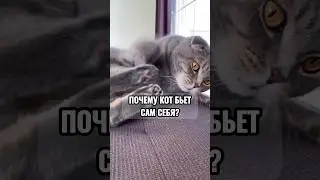 Почему кот бьёт себя лапами?