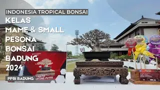 Kelas Mame dan Small di Pamnas Bonsai PPBI Badung 2024