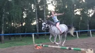 Галоп на арабском жеребце без седла (Gallop on arabian horse without saddle)