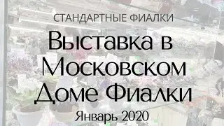 Выставка в Доме Фиалки Январь 2020 Стандарты