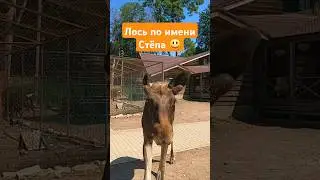 Очень дружелюбный лось! ПОДРОБНЕЕ ВЫШЕ ▶️ #лось #животные