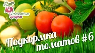 Помидоры в теплице. Подкормка томатов. Эксперимент часть 6