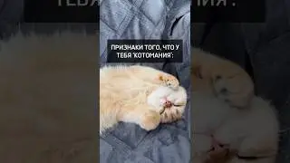 Признаки КОТОмании 