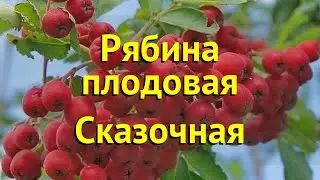 Рябина плодовая Сказочная. Краткий обзор, описание характеристик sorbus Skazochnaya