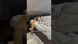 Когда котовладелец ложится спать