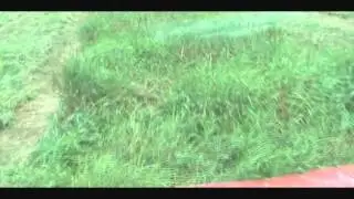 mowing reed canary grass