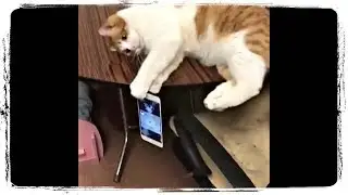 Кот и Айфон, ПРИКОЛЫ С ЖИВОТНЫМИ | Cat and Iphone, FUN WITH ANIMALS 