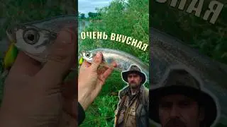 Зачем ловят чехонь ?