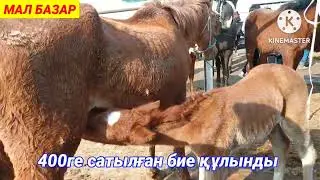 МАЛ БАЗАР | ЖЫЛҚЫ БИЕ ТАЙ БАҒАСЫ 18.04.2024 | САРЫҒАШ МАЛ БАЗАР 2024