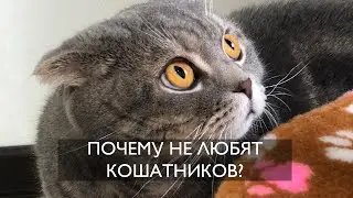 ПОЧЕМУ НЕ ЛЮБЯТ КОШАТНИКОВ?