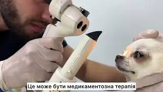 Офтальмологія для тварин