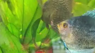 Creepy Montage of Various aquarium Fish