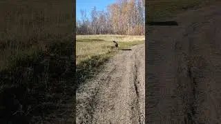 Канадский волк-гибрид. 11 октября 2024