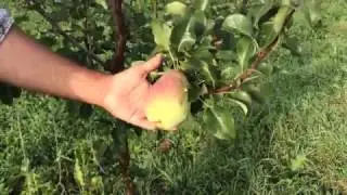 Груша сорт Татьяна E8OGcWXxeXY