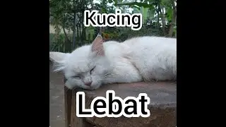 Kucing berbulu lebat 🐈