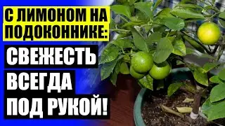 ❕ Как сажать косточки ❌ Лимон дерево в домашних условиях купить тюмень