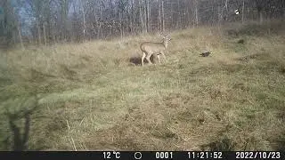Олень и вороны.