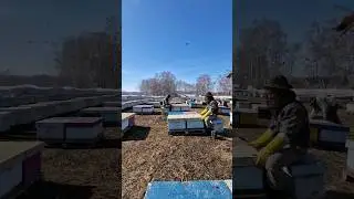 весенний осмотр пчел 