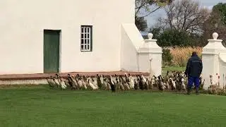 Shelley Dark Travel runner ducks at Vergenoegd