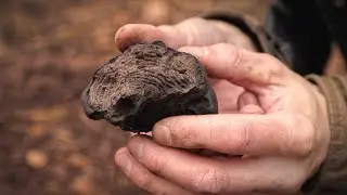 This Fungus will Blow Your Mind: Bushcraft Skills | Primitive Survival | Foraging