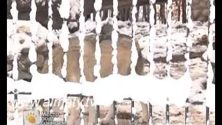 Волки зимой
