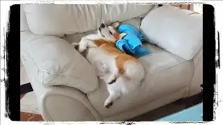 КОРГИ - Смешные Корги 🐶 Приколы с Собаками | Funny Dogs 