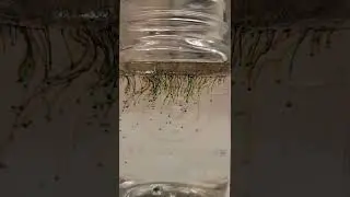 Food Dye & Oil in Water makes a beautiful display! 