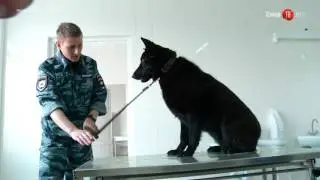 03.06.16 Экскурсия детей в кинологический центр