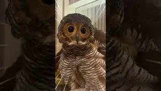 Apakah Bibib si Burung Hantu tidak suka Ayam Goreng?🦉❤️🍗 #owl #funnypets #funnyvideo #cute #pets