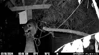 Portland raccoon goes viral after being caught on trail cam