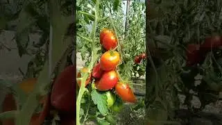 Томат Пудовик минусинский