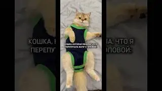 Попона для кошки