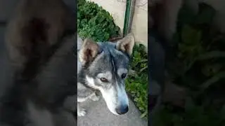 шо ты лысый? 