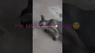 Не всё коту масленица 🤪 
