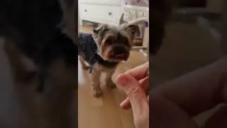 Кнопка оказалась прожорливой дамой 😂 Утоптала на нервяке и свою и Томмика порцайку.