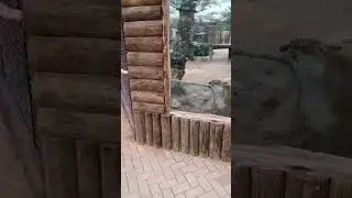 кто сильнее