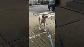 How I dealt with a dog that refused to walk #dogtraining