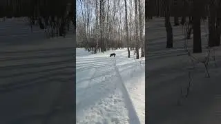 Волкособ. Гибрид канадского волка и лайки. 